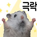 채가네 이미지