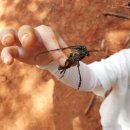 아라곤충 이미지