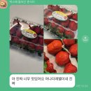 이목농원 | 3.5.새벽달콤. 피크죽향_오매지산&amp;와우딸기, 명품귤의향연_동산에