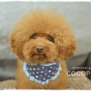 토미펫샵 이미지