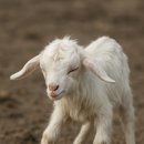 아기염소 이미지