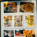 못말리는 고양이 이미지