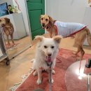 파자마독 이미지