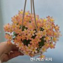 캔디박스 플럼 석류 피치 이미지
