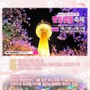 벚꽃 축제 기간 - 대구경북3040산악회 이미지