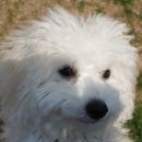 메리 동물병원 이미지