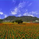 낙동야구장 2 이미지