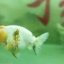 금붕농장 네이버블로그
