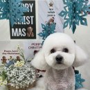 댕곤댕곤 이미지