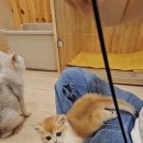 익산 고양이카페 아이캣유 이미지