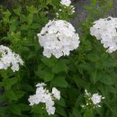 물안개 펜션 이미지