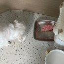 댕스델리 | 광주 쌍촌동 강아지 수제간식 : 김밥 원데이클래스 후기