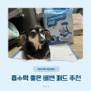스타일독 | 흡수력 좋은 레이지독 배변패드 추천 후기