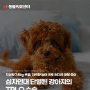 강북동물병원 | 십자인대 단열있는 강아지의 TPLO 수술, 노원강북동물병원, N동물의료센터 노원점
