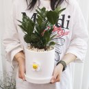 고미플라워 이미지
