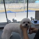 수원 애견미용학원 추천, 실무 중심 정애견미용학원 수원점 리얼 수강 후기!