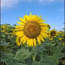 쉽게 하는 연필드로잉 이미지