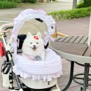 펫크루즈 이미지