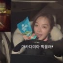 풀돌나무 이미지