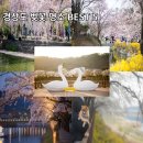 연지테크 | 벚꽃명소 BEST 5곳 추천 창녕연지못만년교 김천연화지 외