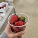 선홍농장 | 금산 딸기 농장 “달달구리 딸기 농장” 방문 후기 내돈내산 리얼 후기 (딸기 체험·딸기 맛집)