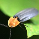 반딧불이 이미지