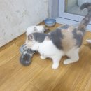 냥아치냥 이미지