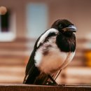 까치자동차 이미지