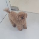 홍그루밍 이미지