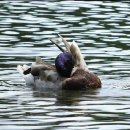 애견코리아 이미지