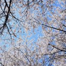 조천변 벚꽃길 이미지