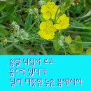 솜사랑 이미지