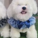 허니 이미지