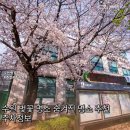 수노을시립어린이집 | 수원 벚꽃 명소 숨겨진 명소 추천 주차정보
