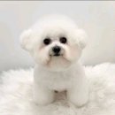 달링그루밍 - 서초구 잠원로8길 25 | 달링그루밍