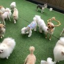댕구르강아지유치원 | 부산애견유치원 댕구르 강아지애견유치원미용호텔 방문 후기