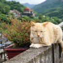 고양이마을 이미지