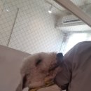 동건스애견카페 네이버블로그