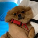 박창언 동물병원 이미지