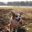 한결동물의료센터 이미지