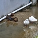 안심정 카페 이미지