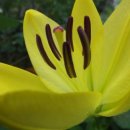 사과향기 이미지