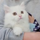 네발하우스 네이버블로그