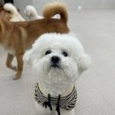 하울팟 케어클럽(분당서현점) | HCC 분당서현점 | 서현 강아지유치원 하울팟케어클럽으로 초대합니다~🎉