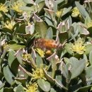 자연-꽃 이미지