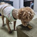 이안덴탈 네이버블로그