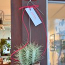 행잉플랜트 공기정화식물체험 | 인테리어 포인트를 주고 싶을 때 추천하는 행잉플랜트 | 인천 부평 부천 가드닝샵 원예 화원 화분 식물...