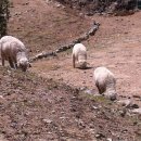 소우농장 이미지