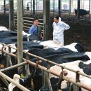 다사랑목장 이미지