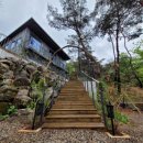 소나무세상 이미지